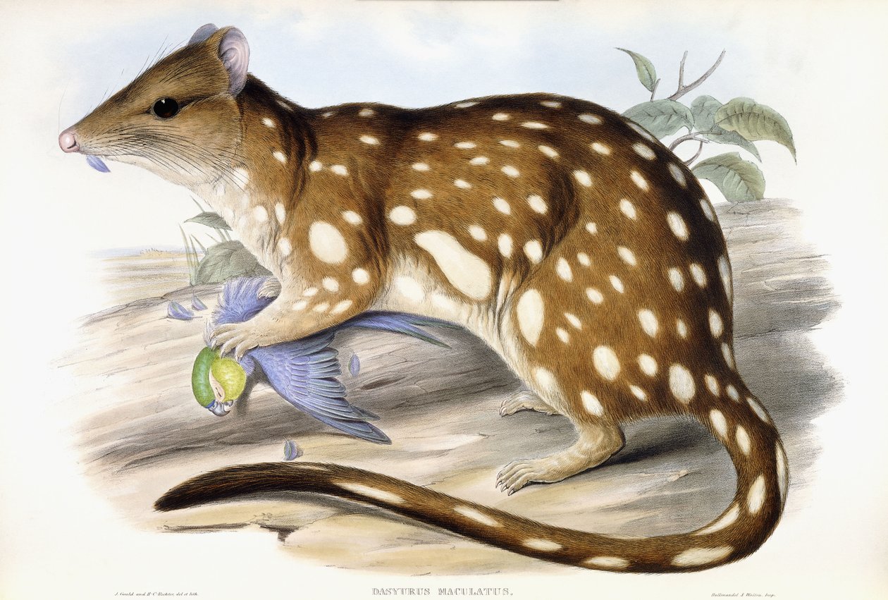 Tiger Quoll de John Gould