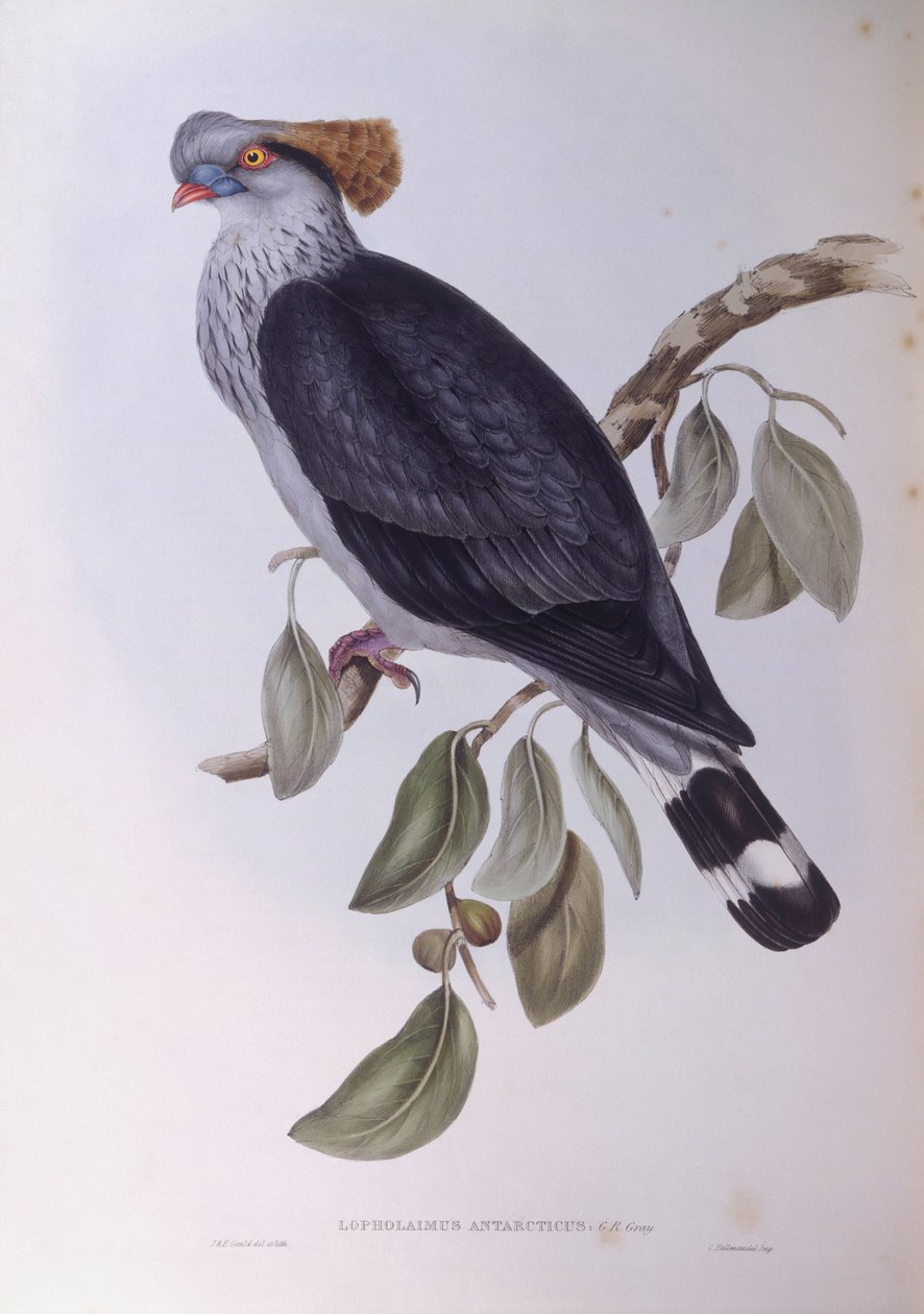 Topknot pigeon (Lopholaimus antarcticus), Engraving by John Gould de John Gould