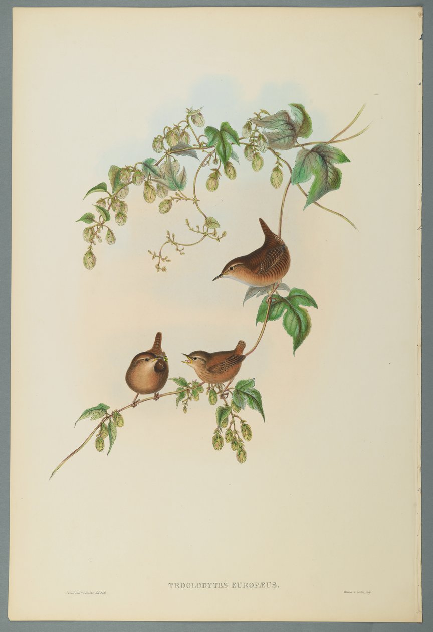Troglodytes Europaeus - carriça comum (cor litho em papel wove) de John Gould