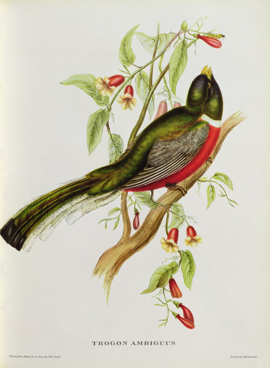 Trogon Ambiguus de &39;Pássaros Tropicais&39;, século XIX (lito colorido) de John Gould