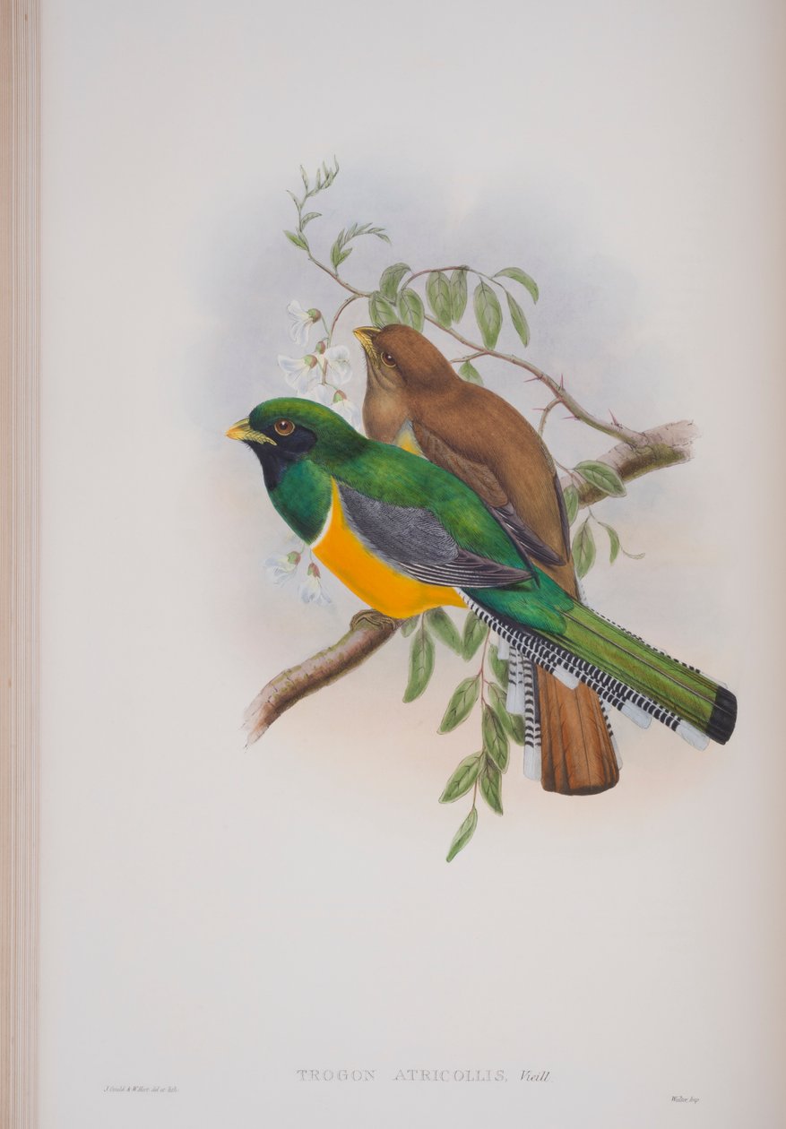 Trogon Atricollis, prato de The Birds of Great Britain, de John Gould, publicado em 1862-73 (litografia colorida à mão) de John Gould