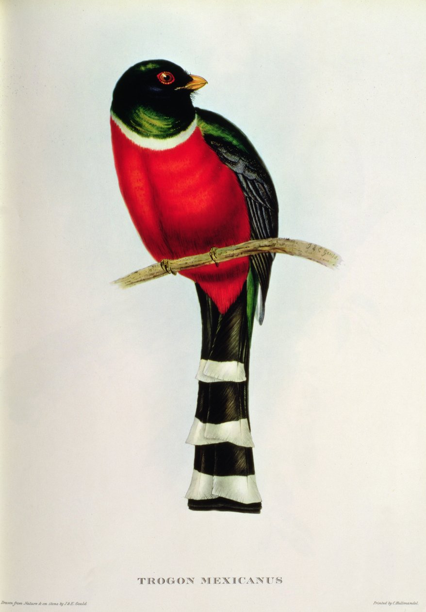Trogon Mexicanus de John Gould