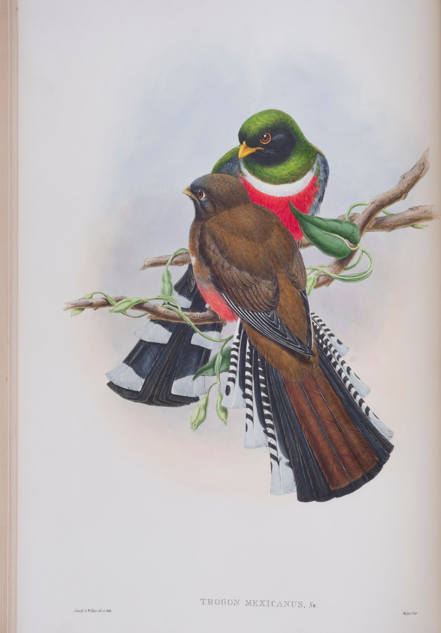 Trogon Mexicanus, prato de The Birds of Great Britain, de John Gould, publicado em 1862-73 (litho colorido à mão) de John Gould