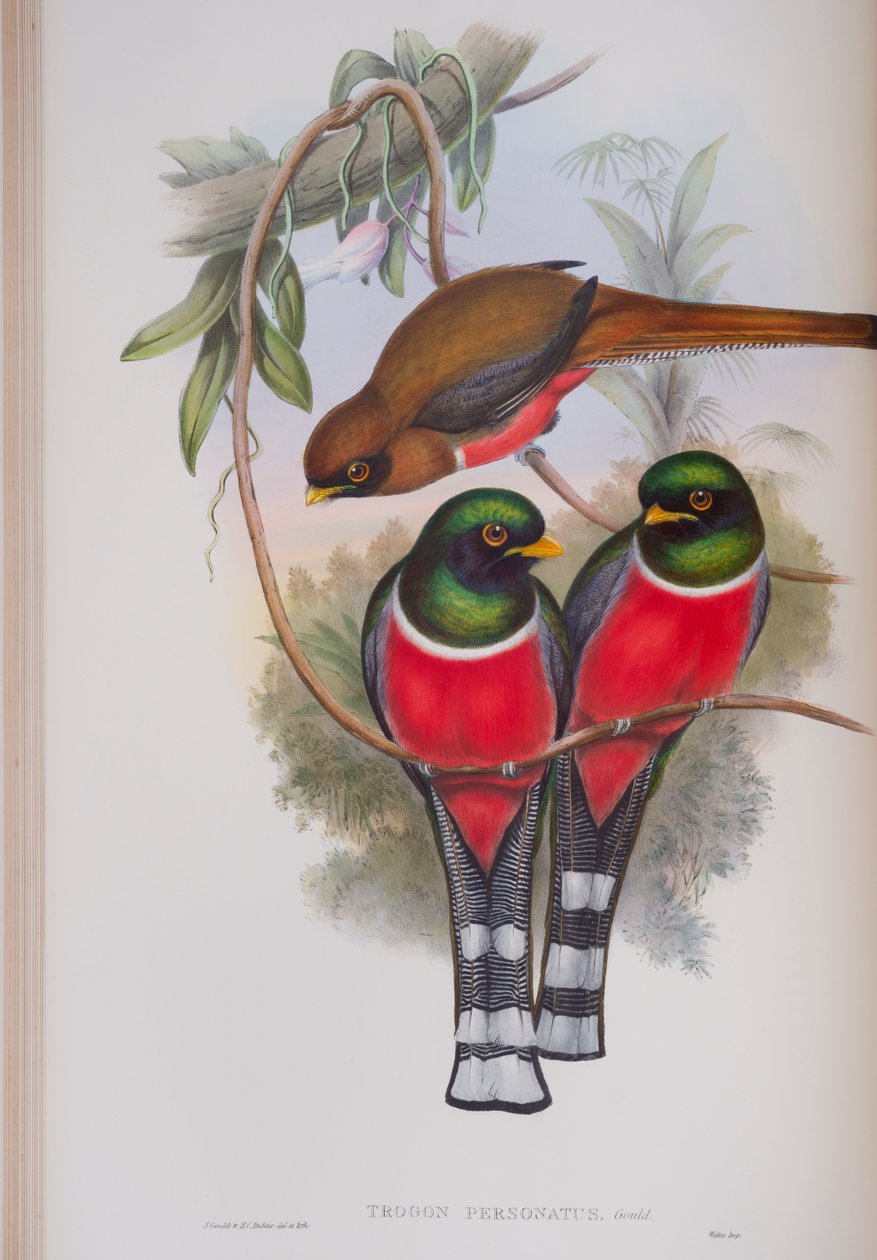 Trogon Personatus, prato de The Birds of Great Britain, de John Gould, publicado em 1862-73 (litografia colorida à mão) de John Gould