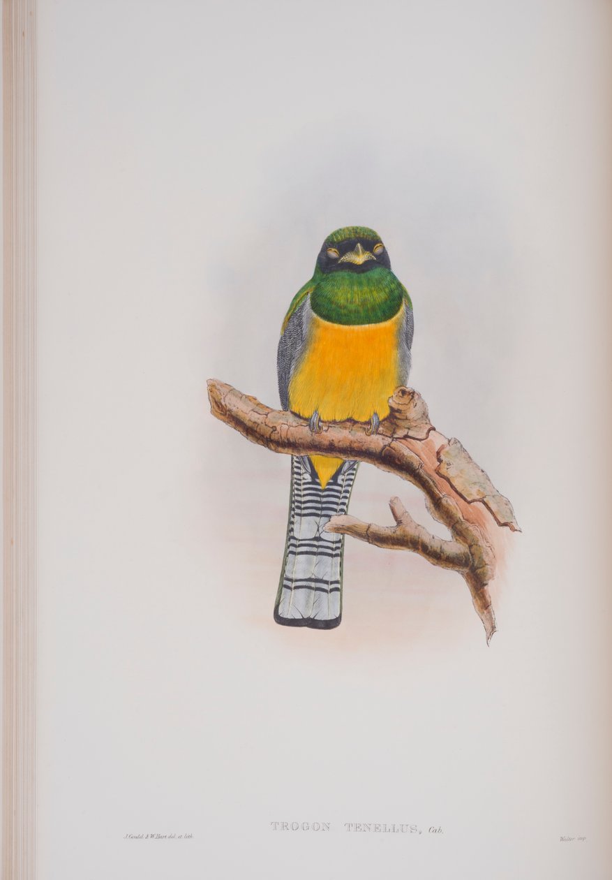 Trogon Tenellus, prato de The Birds of Great Britain, de John Gould, publicado em 1862-73 (litografia colorida à mão) de John Gould