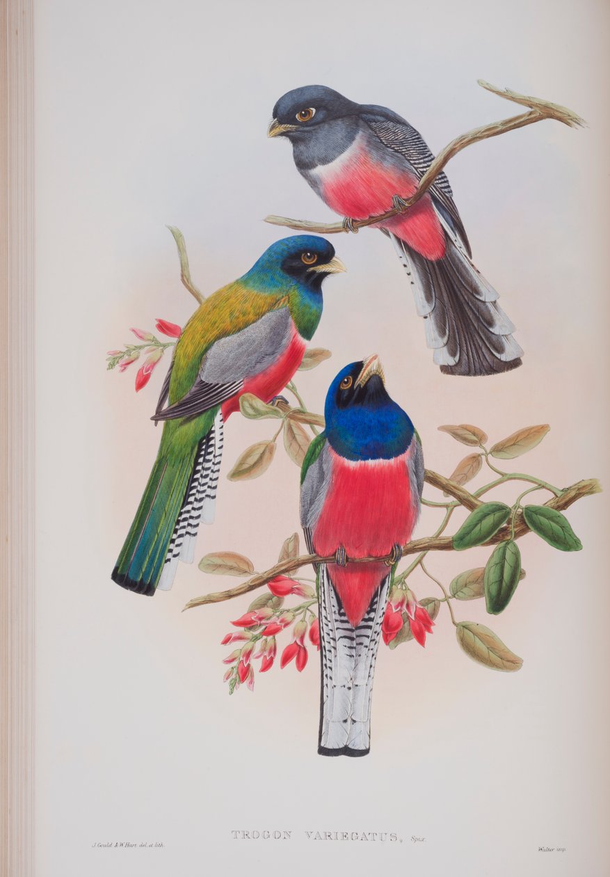 Trogon Variegatus, prato de The Birds of Great Britain, de John Gould, publicado em 1862-73 (litografia colorida à mão) de John Gould