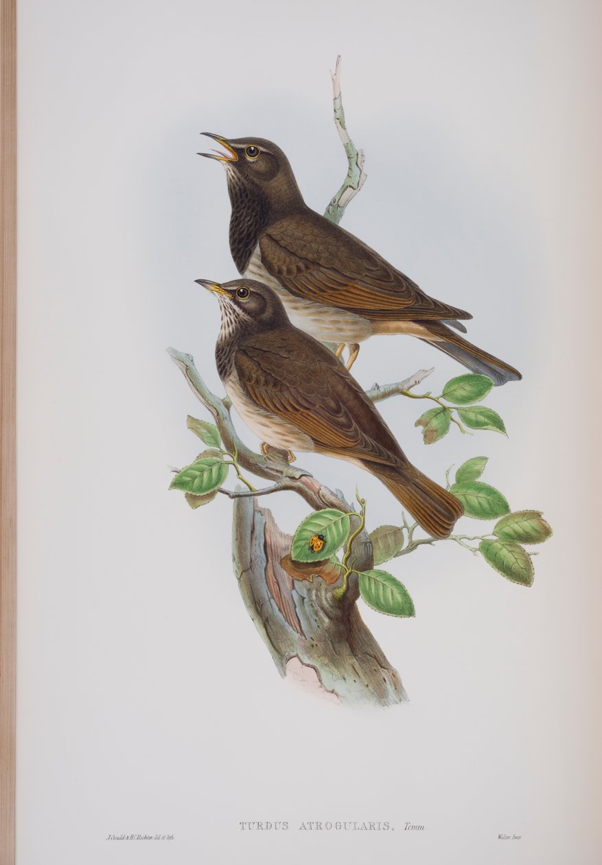 Turdis Atrogularis, prato de The Birds of Great Britain por John Gould, publicado em 1862-73 (litografia colorida à mão) de John Gould