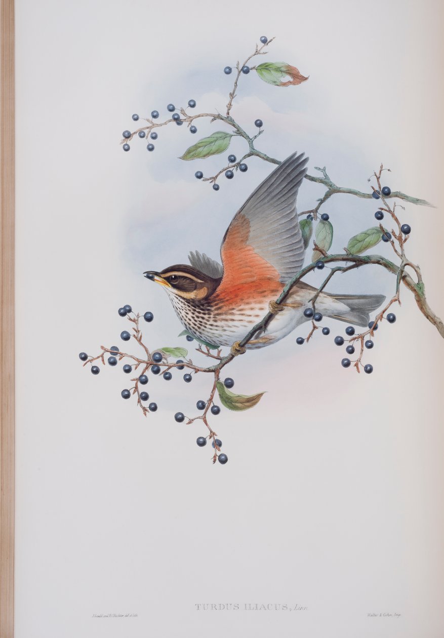 Turdus Illacus, prato de The Birds of Great Britain, de John Gould, publicado em 1862-73 (litografia colorida à mão) de John Gould