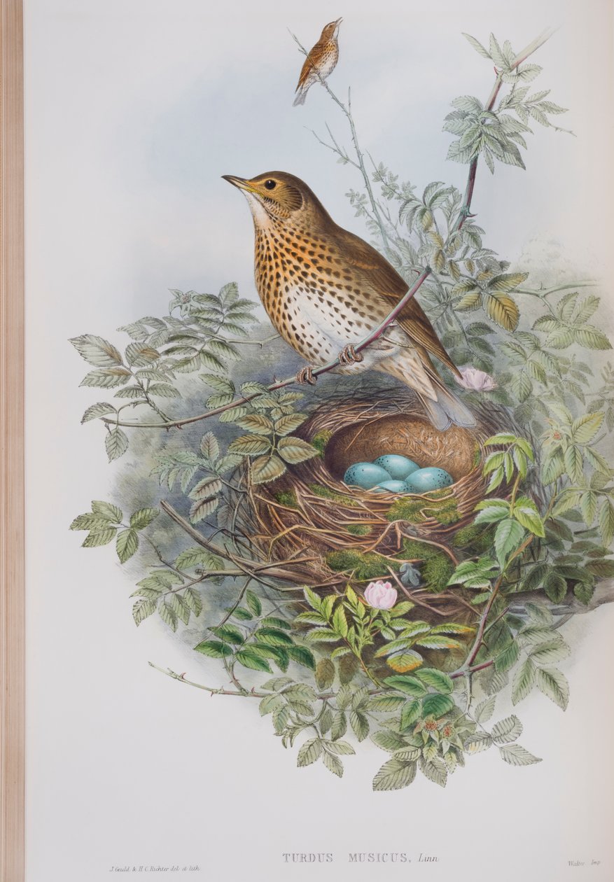 Turdus Musicus, prato de The Birds of Great Britain, de John Gould, publicado em 1862-73 (litografia colorida à mão) de John Gould
