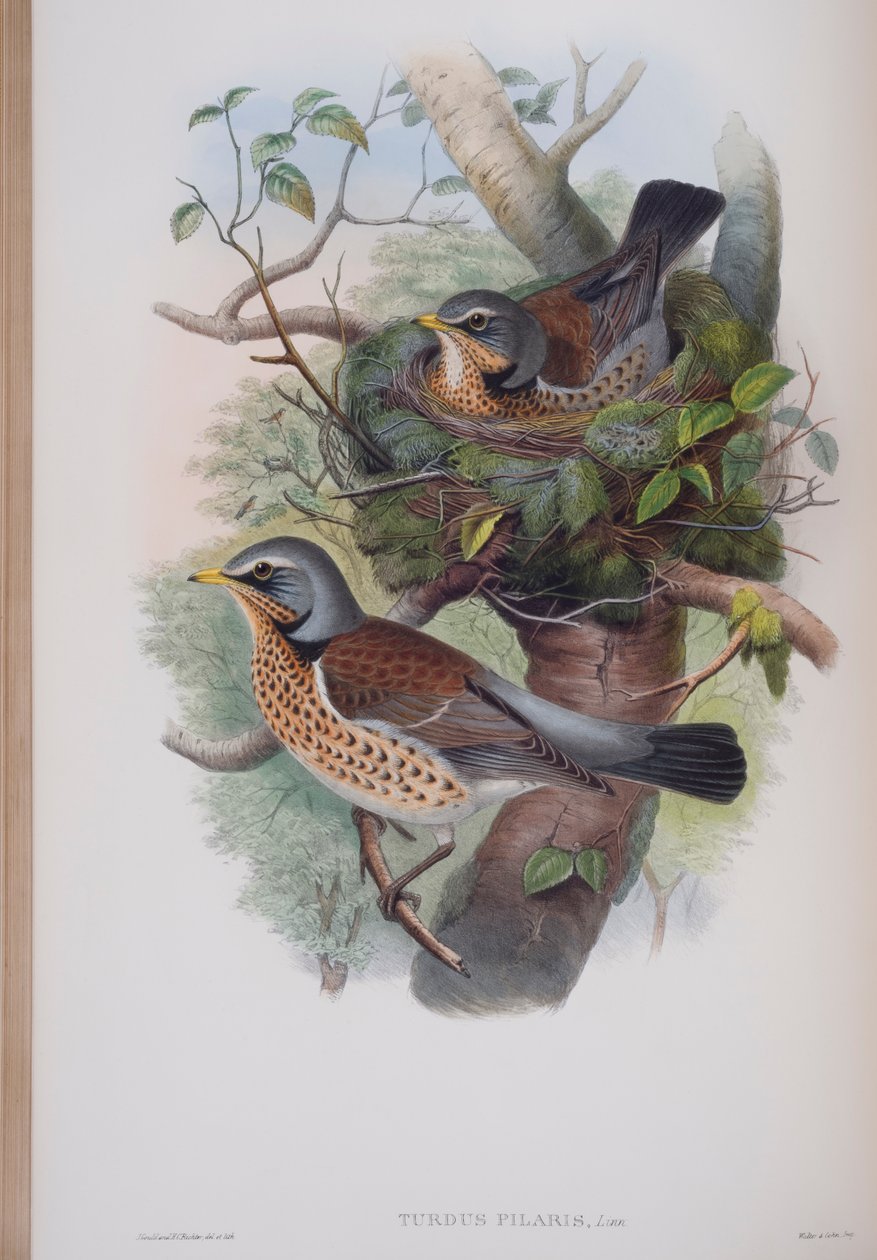 Turdus Pilaris, prato de The Birds of Great Britain, de John Gould, publicado em 1862-73 (litografia colorida à mão) de John Gould