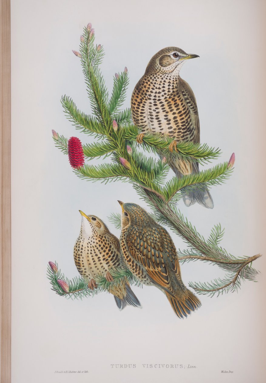 Turdus Viscivorus, prato de The Birds of Great Britain, de John Gould, publicado em 1862-73 (litografia colorida à mão) de John Gould