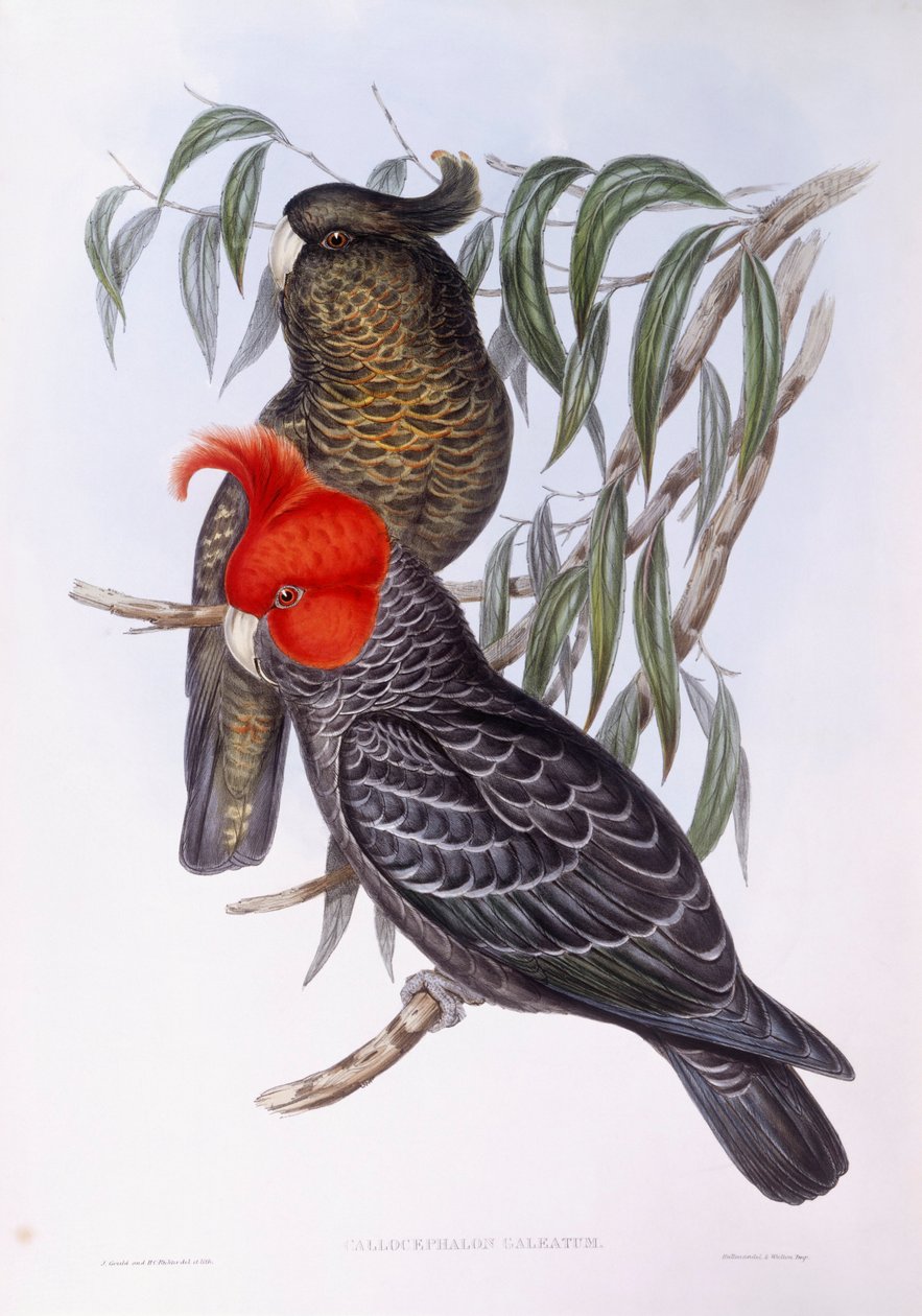 Dois papagaios empoleirados no ramo, gravando de John Gould