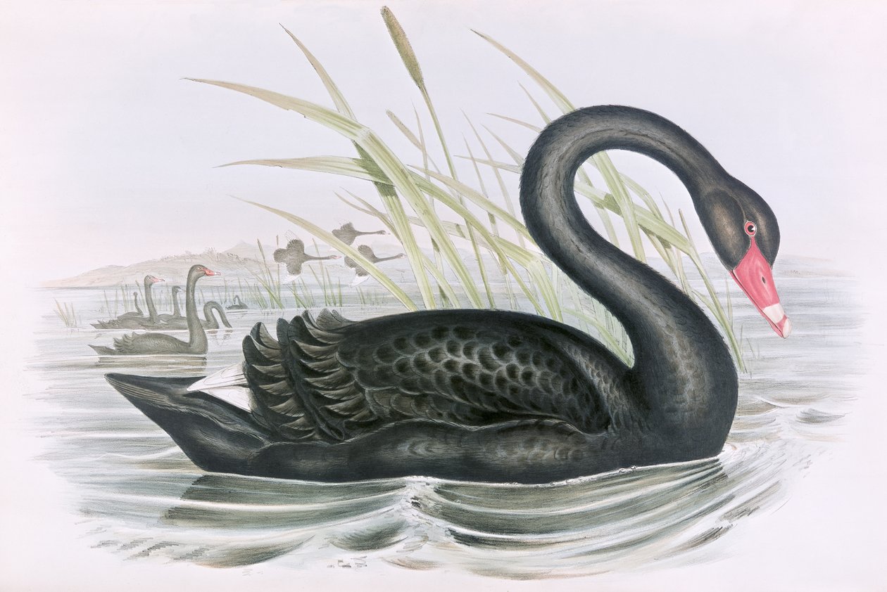 Imagem desconhecida de John Gould