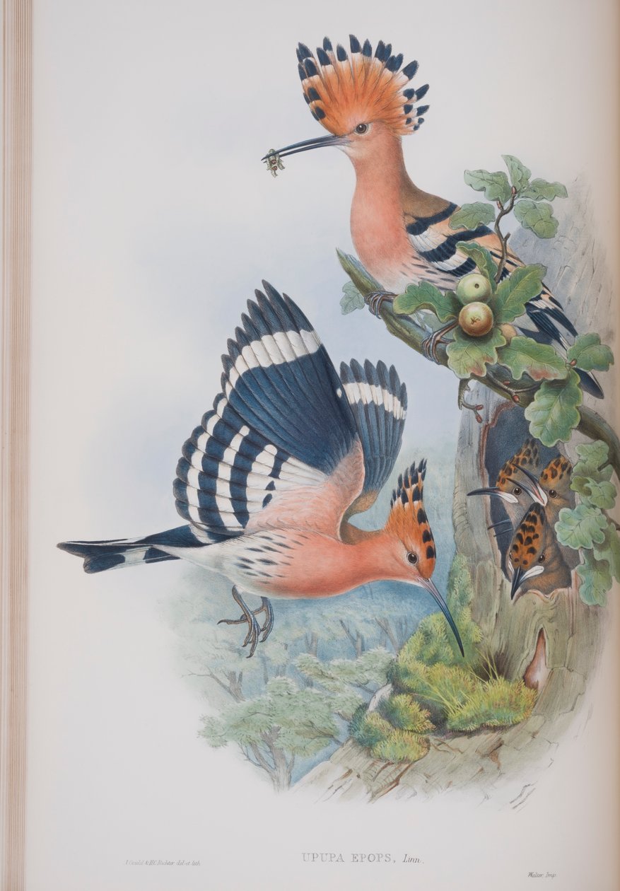 Upupa Epops, prato de The Birds of Great Britain, de John Gould, publicado em 1862-73 (litografia colorida à mão) de John Gould