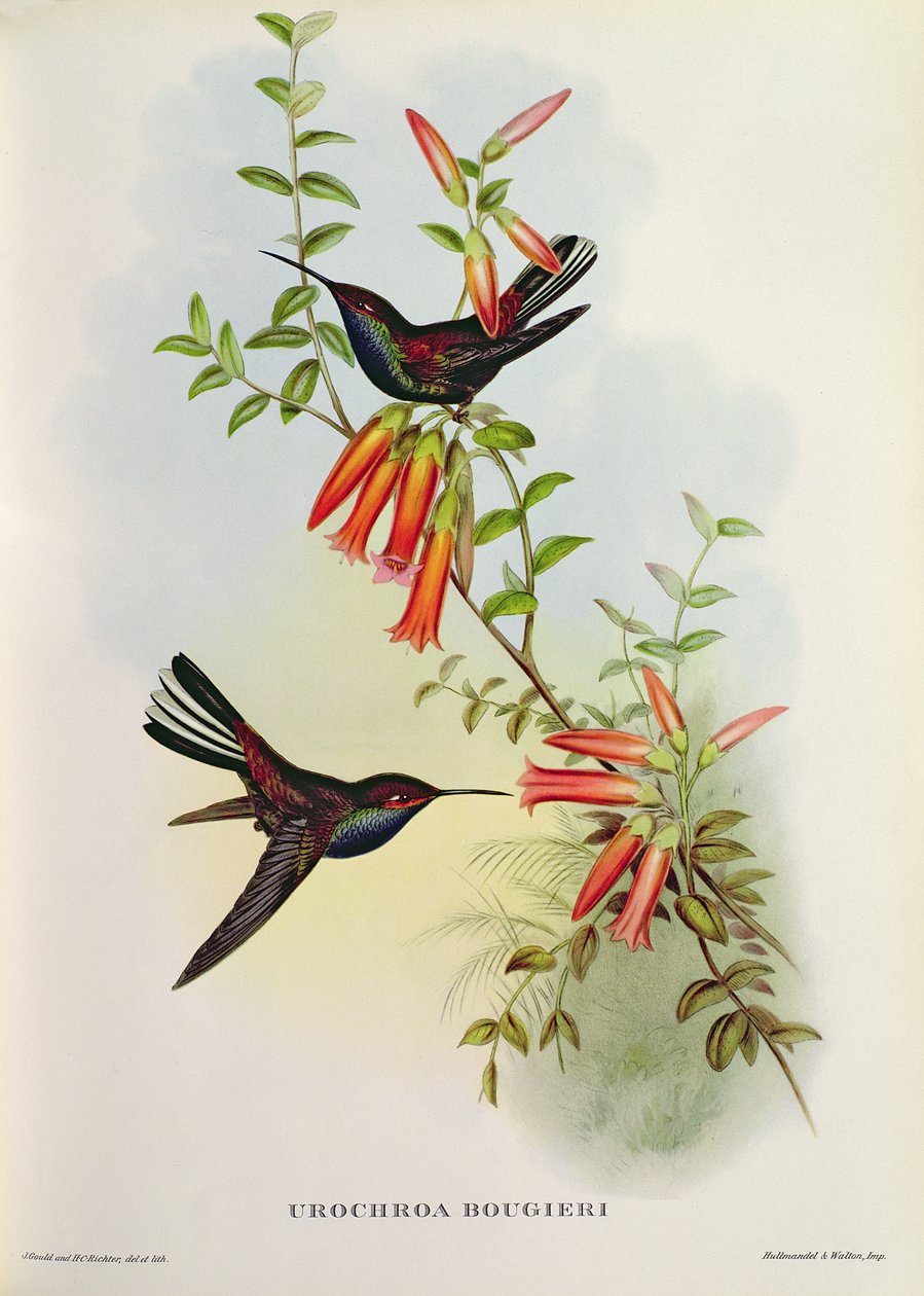 Urochroa Bougieri de John Gould