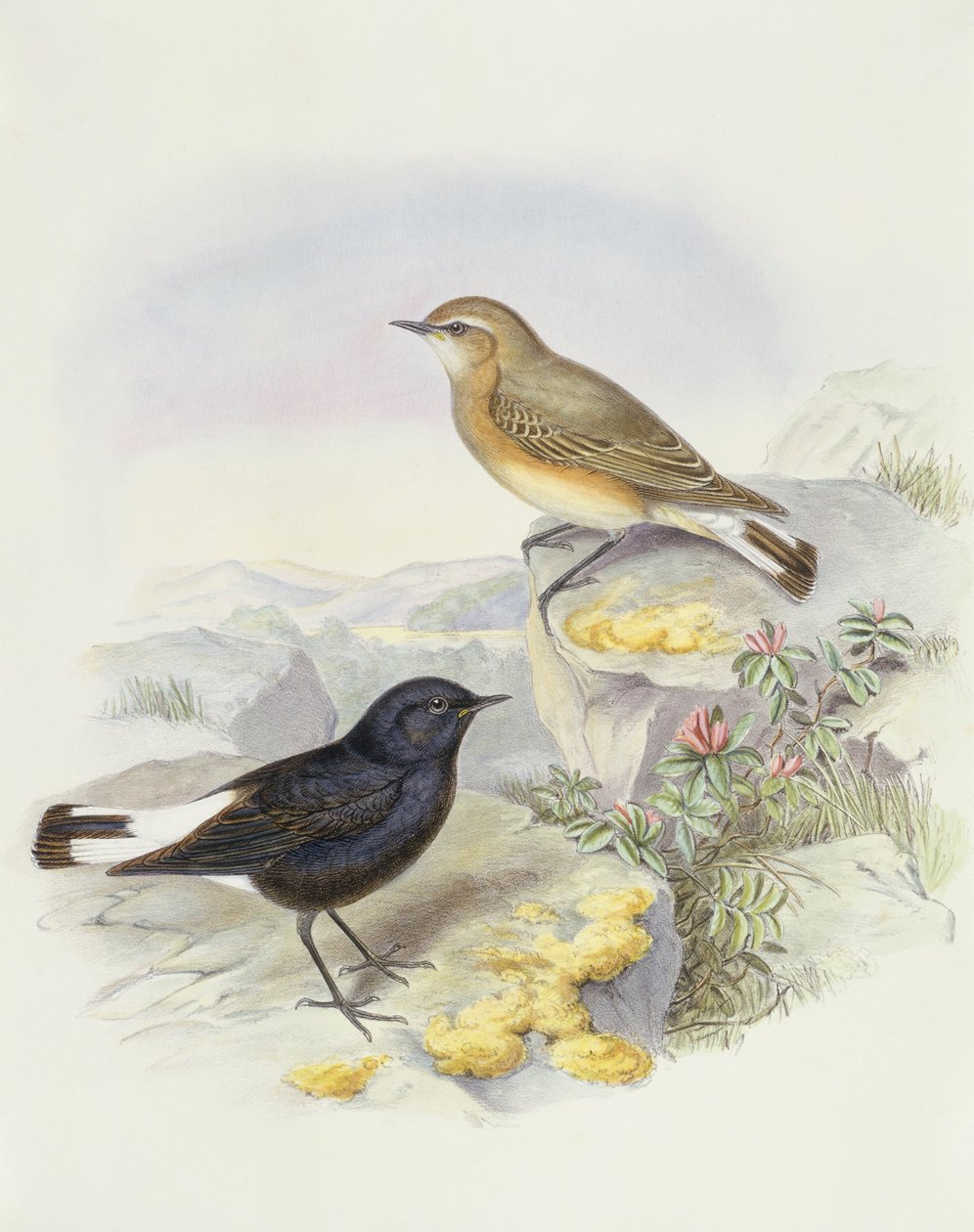 Oenanthe picata (Oenanthe picata), Gravura de John Gould de John Gould