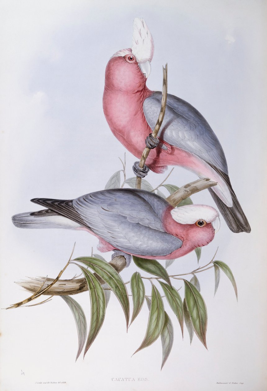 Lixívia com pescoço de violeta (Eos squamata), Gravura de John Gould de John Gould