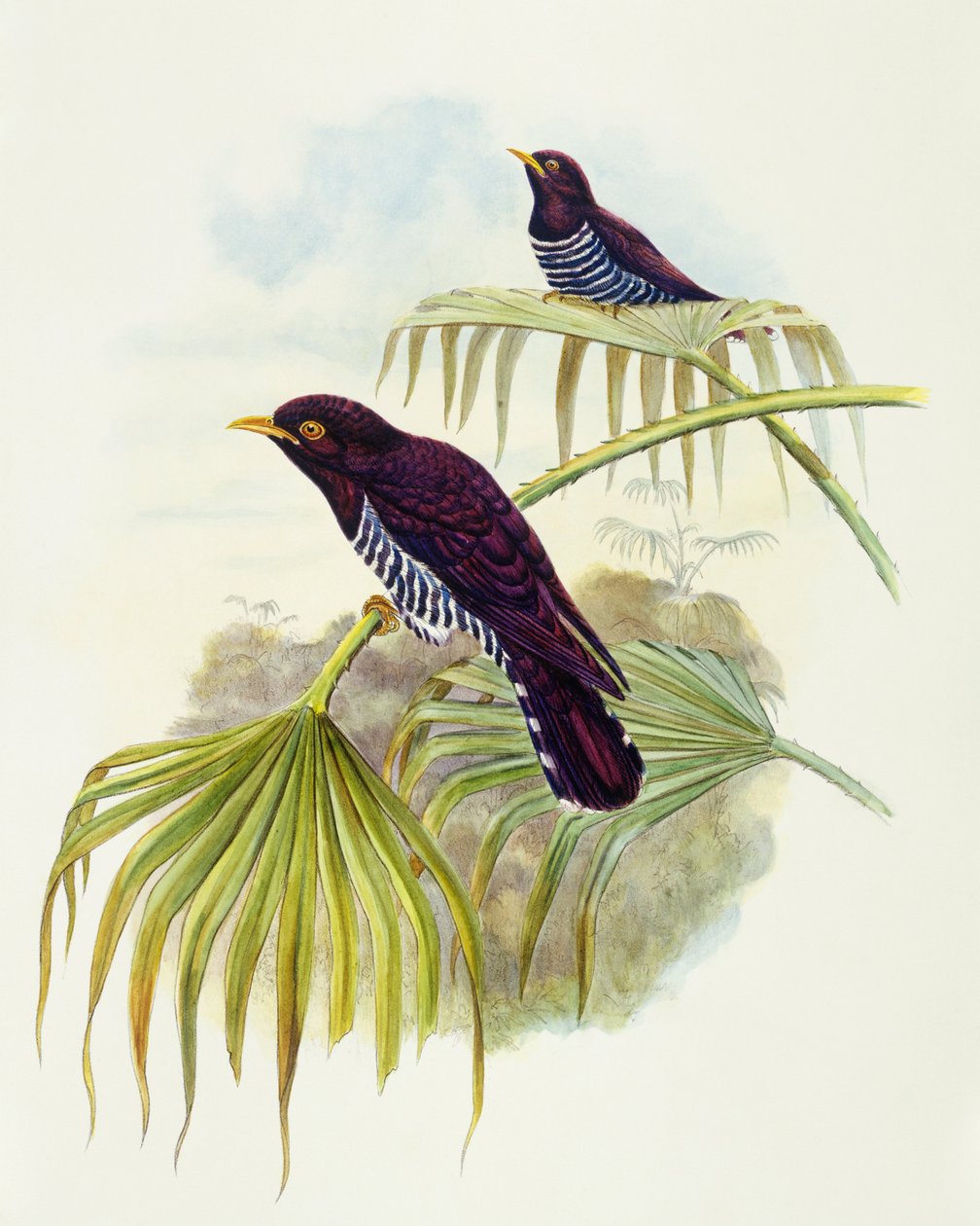 Violeta cuco (Chrysococcyx xanthorhynchus), Gravura de John Gould de John Gould