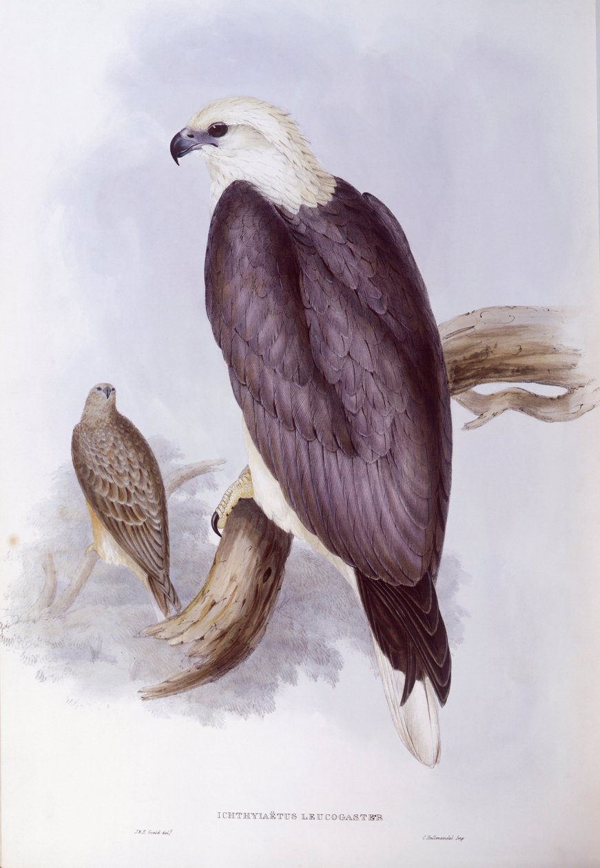 Águia-peixe de barriga-branca (Haliaeetus leucogaster), Gravura de John Gould de John Gould