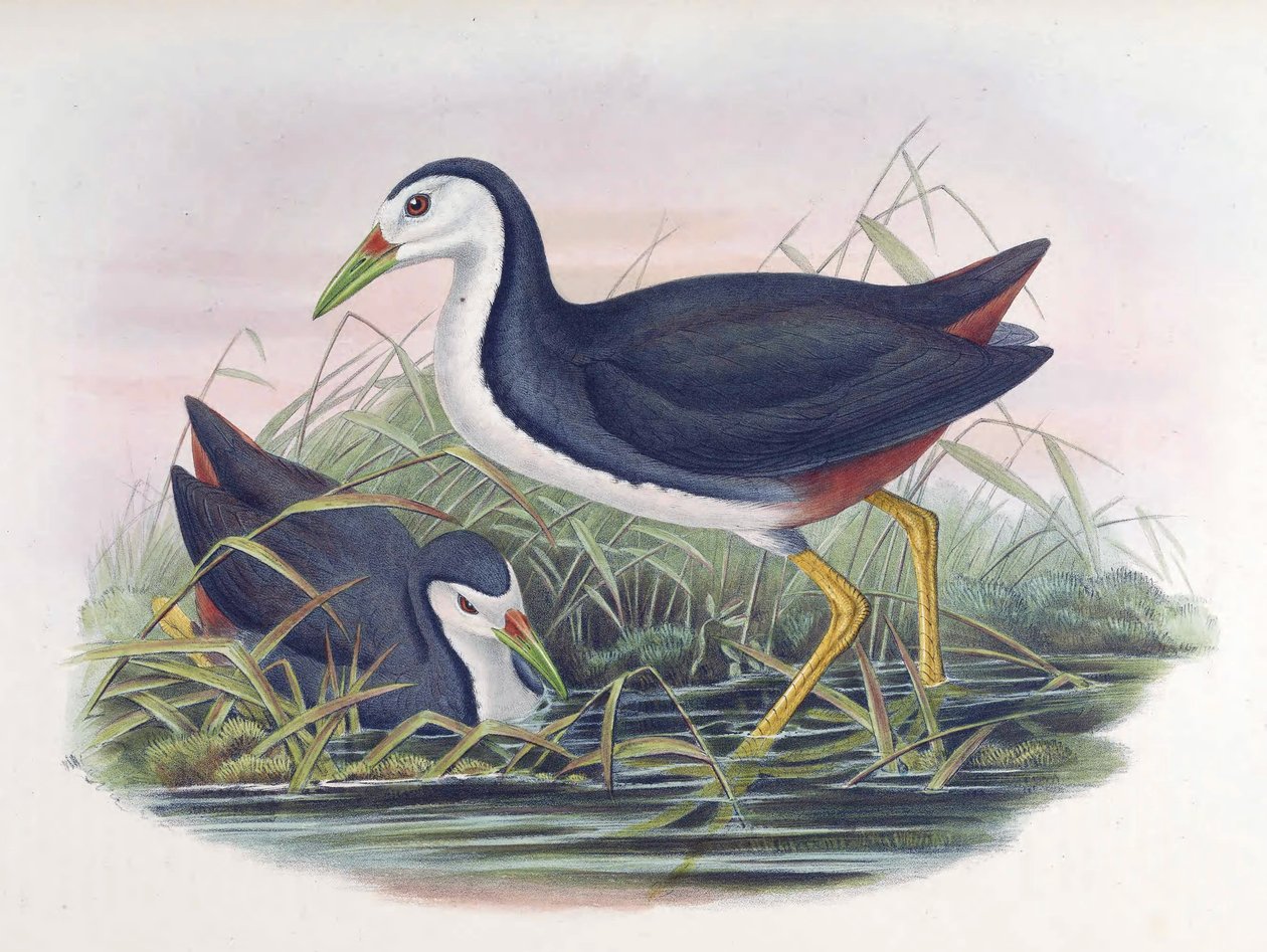 Waterhen Amaurornis phoenicurus de peito branco (flâmula) de John Gould