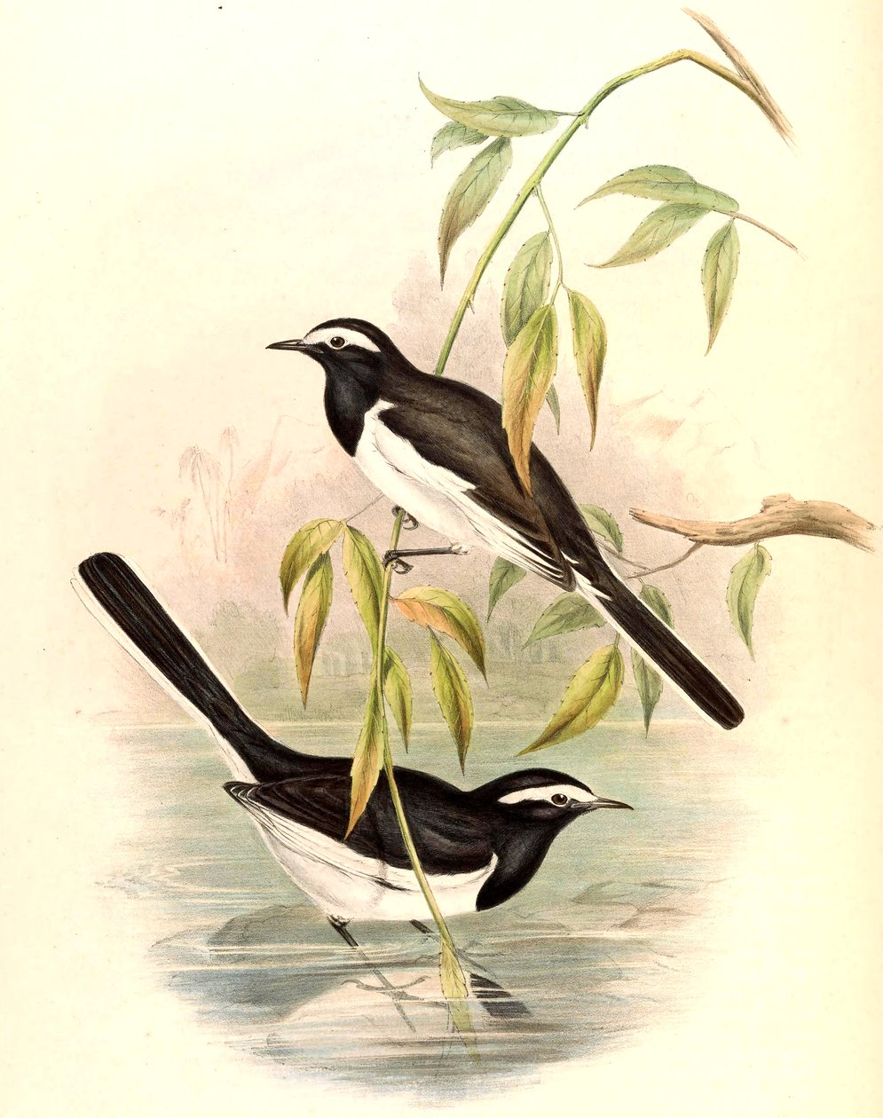 Alvéola-de-sobrancelha-branca (Alvéola-arlequim) Motacilla maderaspatensis Gmelin de John Gould