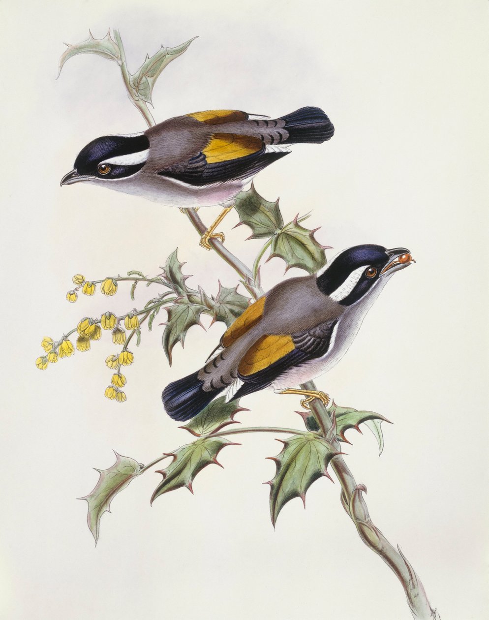 Pteruthius flaviscapis (Pteruthius flaviscapis), Gravura de John Gould de John Gould