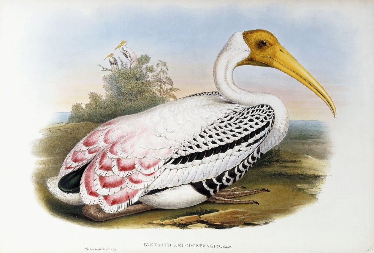 Íbis de cabeça branca; Tantalus Leucocephalus, c.1850-1873 de John Gould