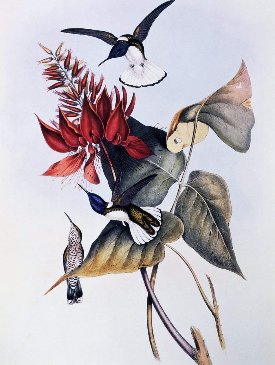 Jacobin de pescoço branco (Florisuga mellivora), gravura da Monografia de Trochilidae ou Humming Birds (1849-1861), de John Gould (1804-1881) de John Gould