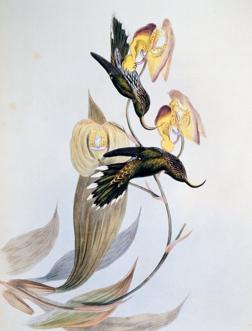 Falciforme de ponta branca (Eutoxeres aquila) de John Gould