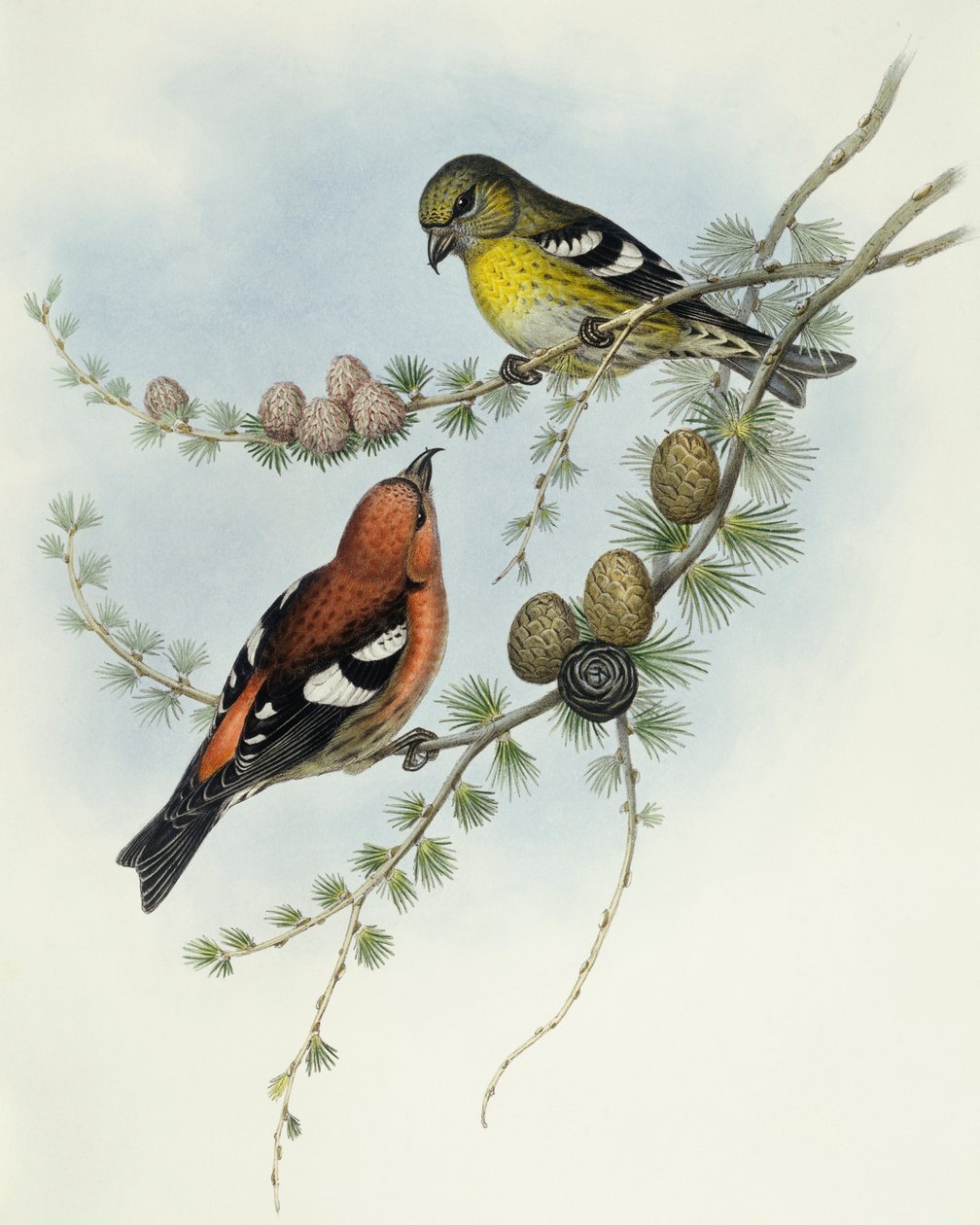 Bico de asa branca (Loxia leucoptera), Gravura de John Gould de John Gould