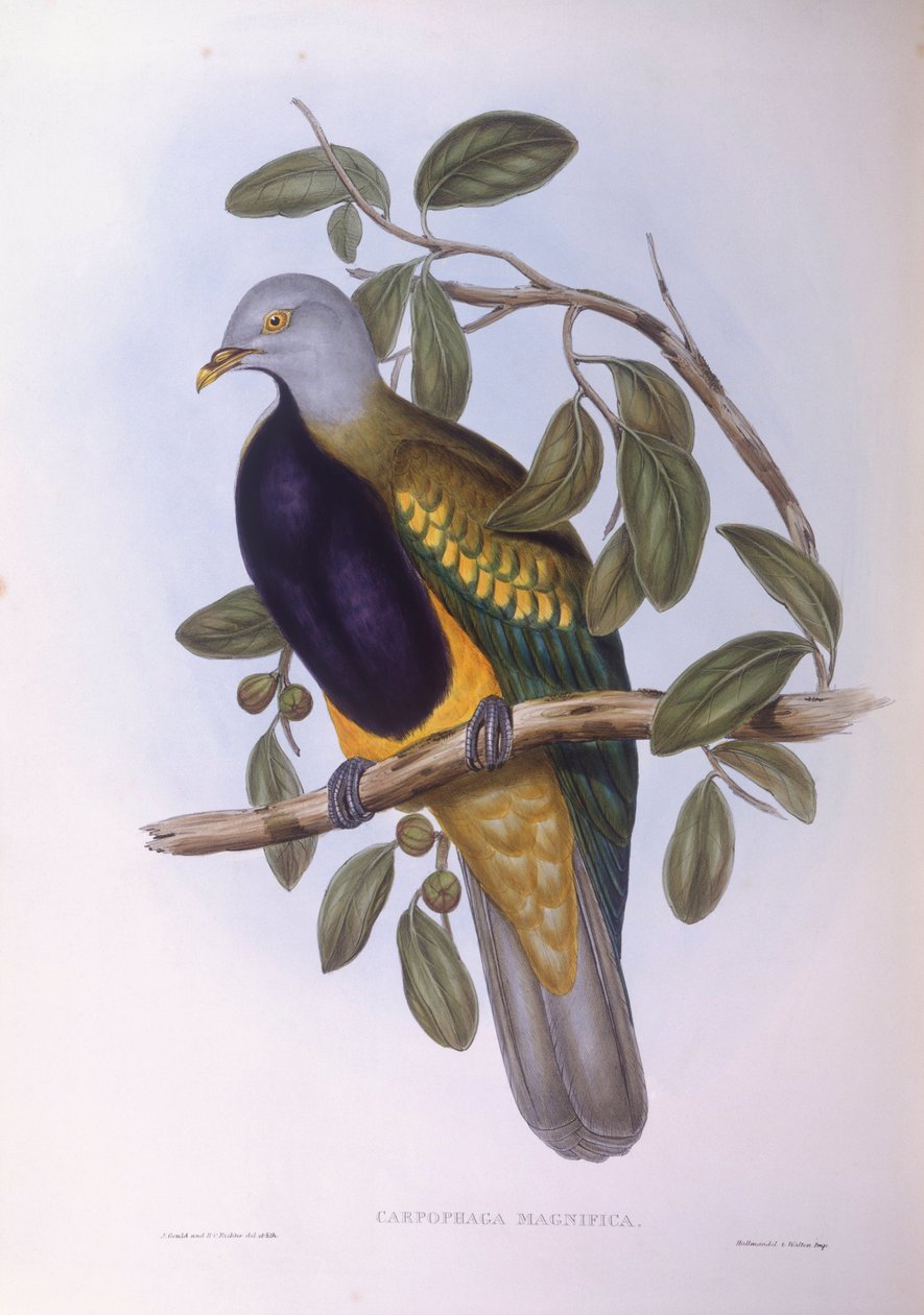 Wompoo fruit-dove (Ptilinopus magnificus), Gravura de John Gould de John Gould