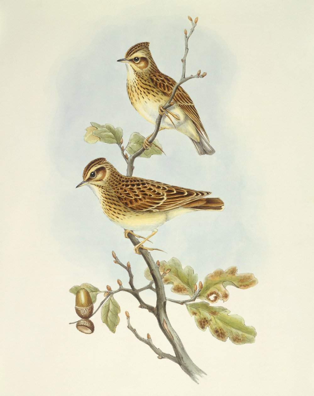 Cotovia de madeira (Lullula arborea), Gravura de John Gould de John Gould