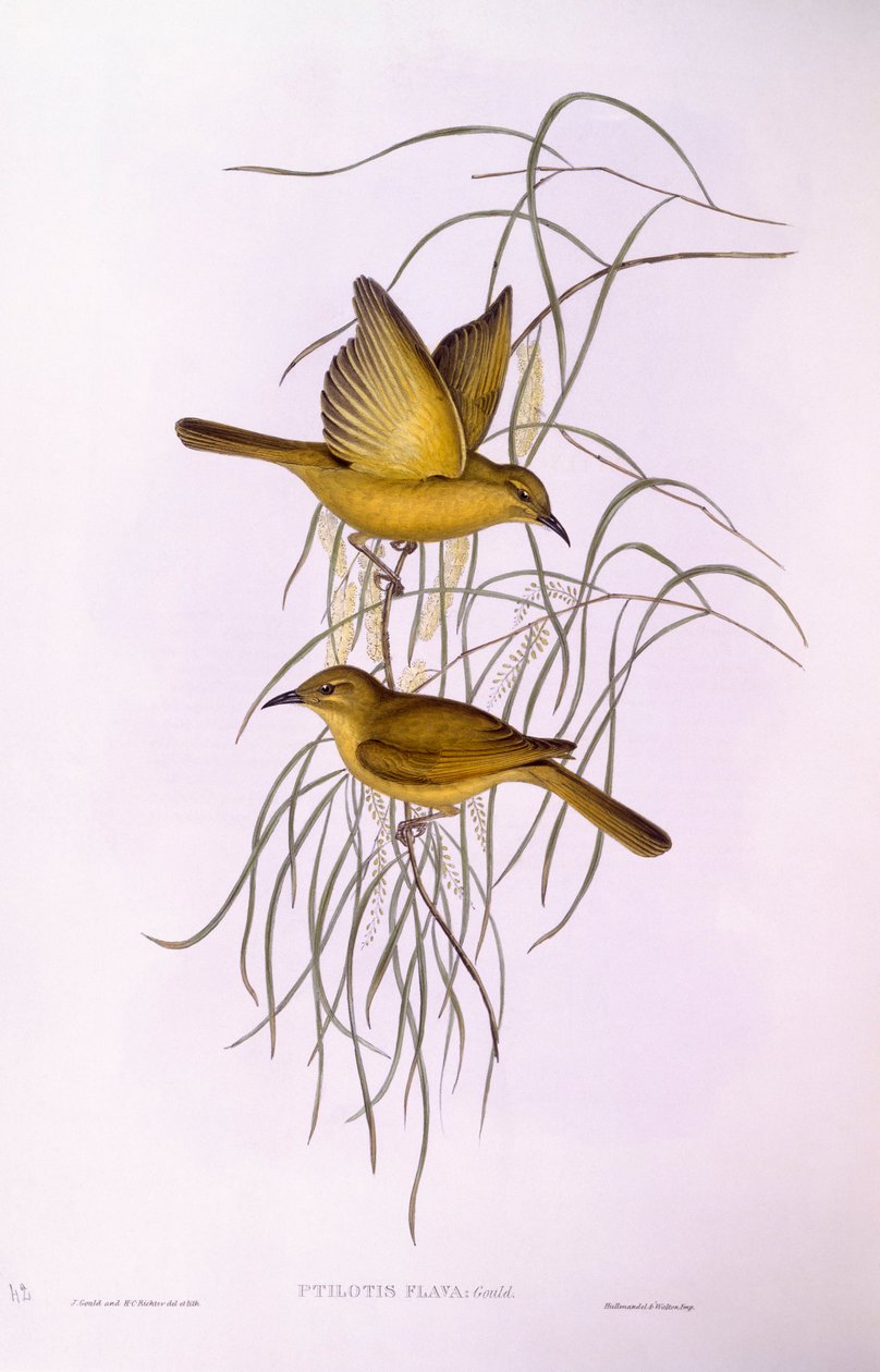 Comedor de mel amarelo (Lichenostomus flavus), Gravura de John Gould de John Gould