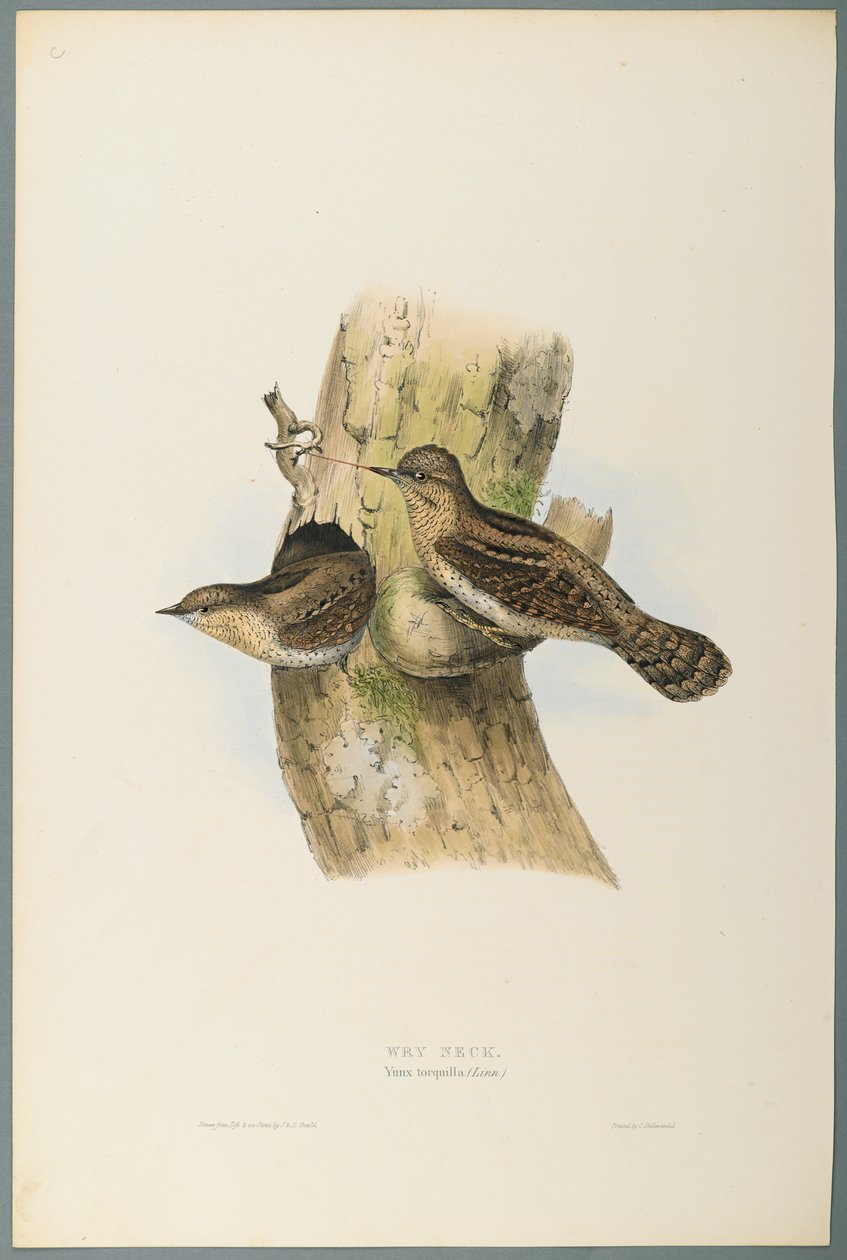 Yunx Torquilla: Wry Neck (cor litho em papel de seda) de John Gould