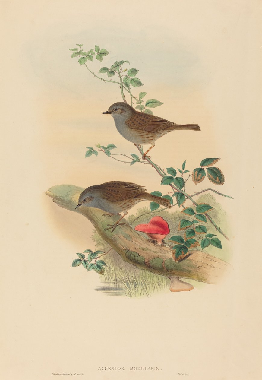 Accentor modularis (Dunnock) de John Gould and H.C. Richter