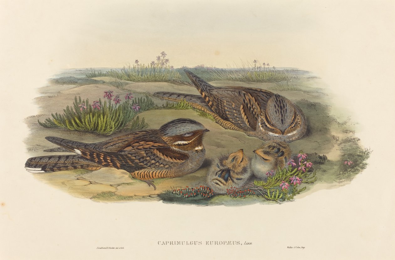 Caprimulgus europaeus (Nightjar) de John Gould and H.C. Richter