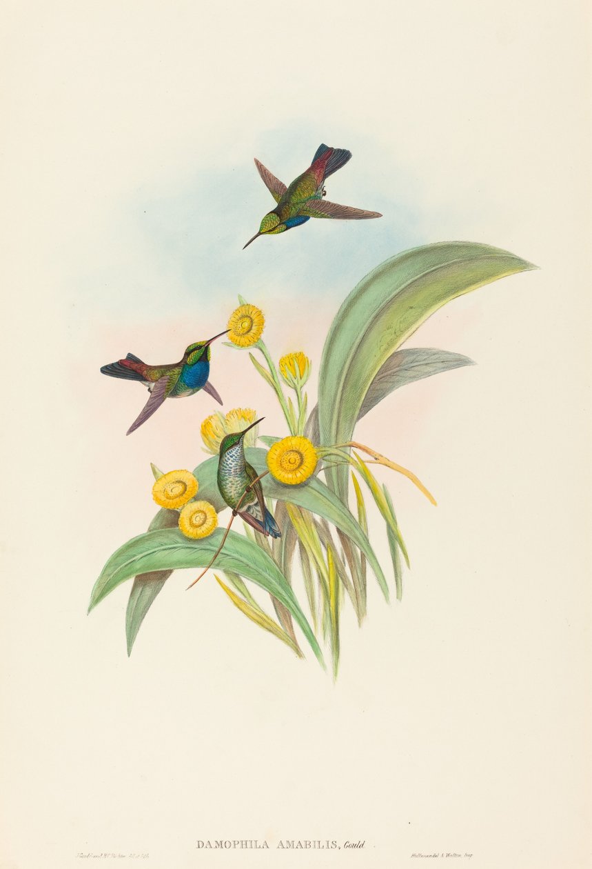 Damophila amabilis (Beija-flor-de-peito-azul) de John Gould and H.C. Richter