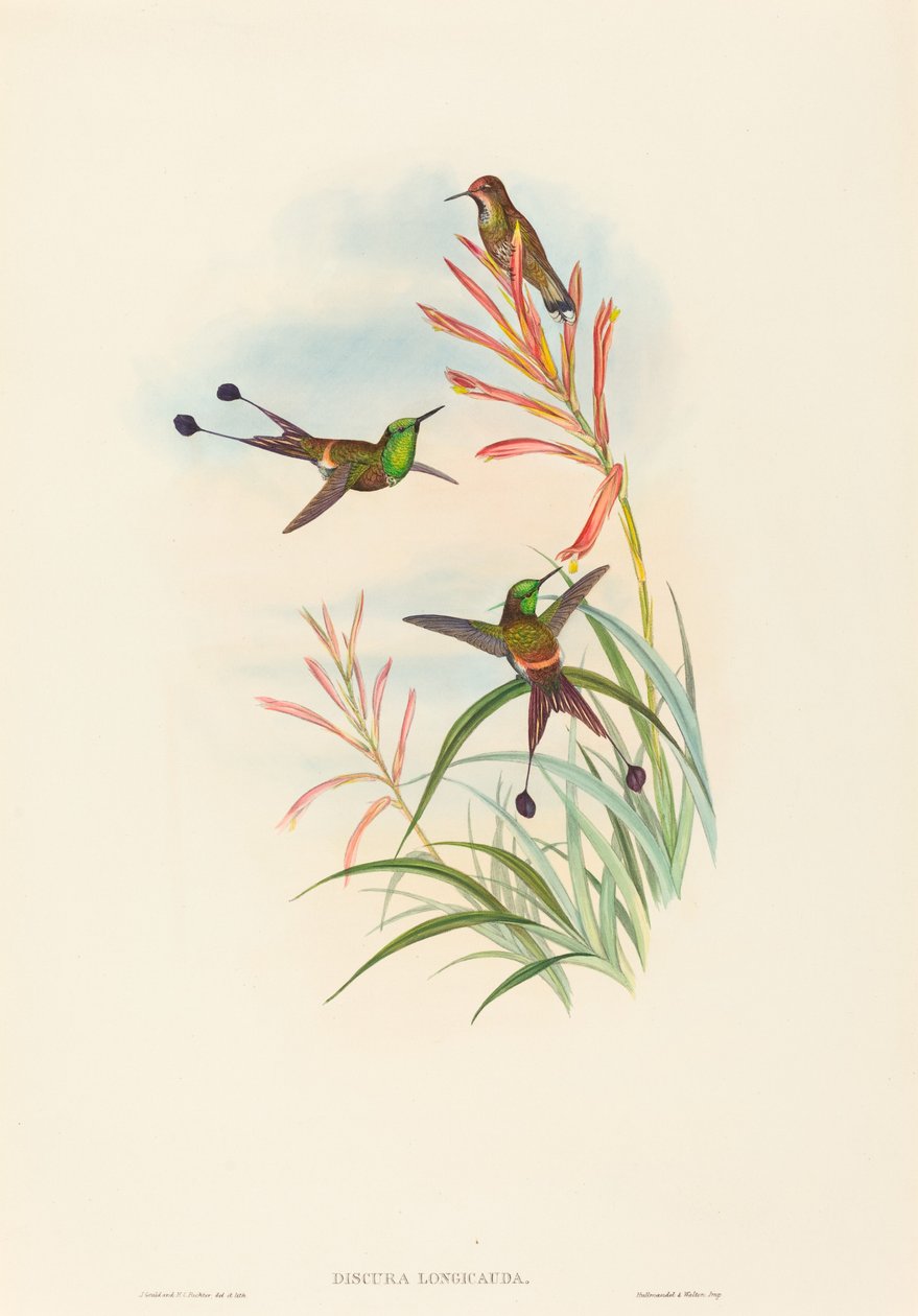 Discura longicauda (Racket-Tail) de John Gould and H.C. Richter