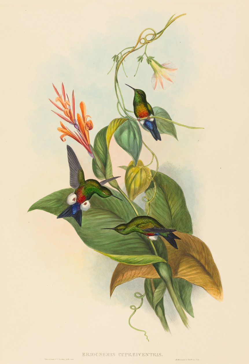 Eriocnemis cupreiventris (Puff-Leg com ventilação de cobre) de John Gould and H.C. Richter