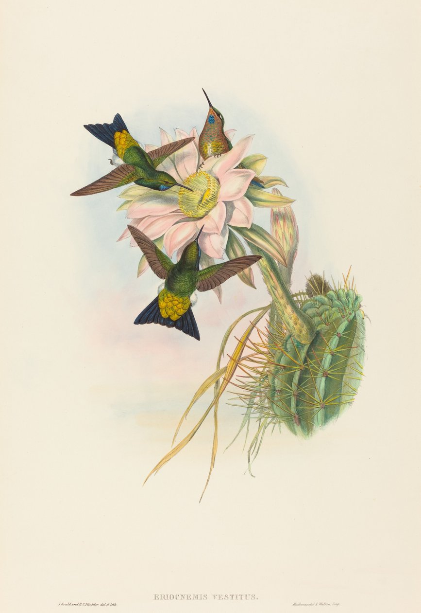 Eriocnemis vestitus (Glowing Puff-Leg) de John Gould and H.C. Richter