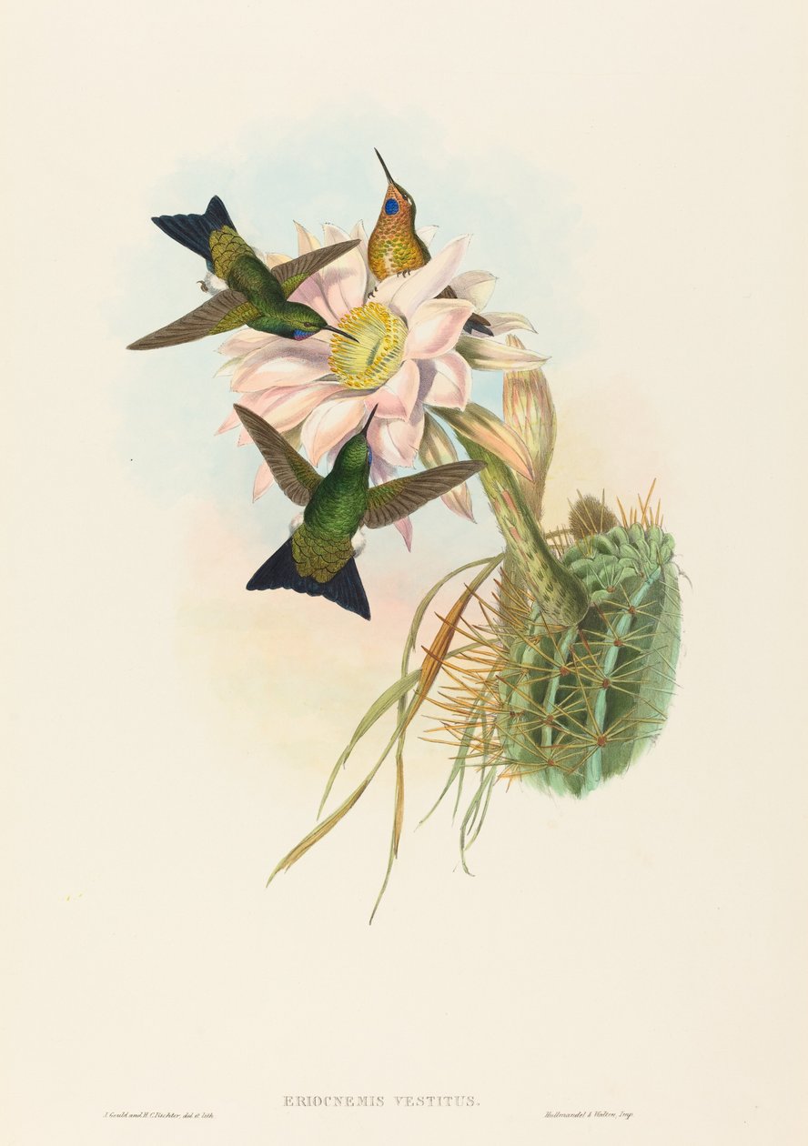 Eriocnemis vestitus (Glowing Puff-Leg) de John Gould and H.C. Richter