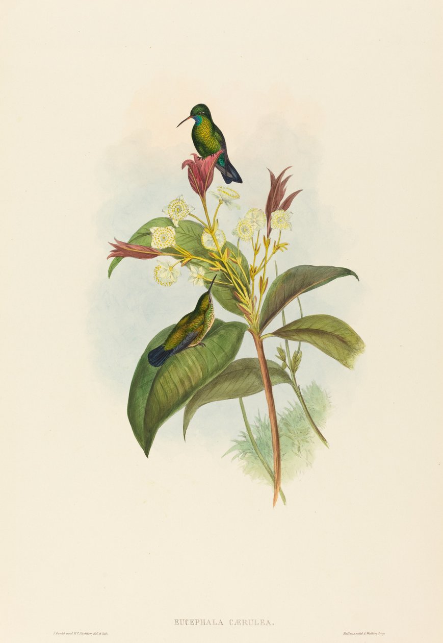 Eucephala caerulea (safira de queixo azul) de John Gould and H.C. Richter