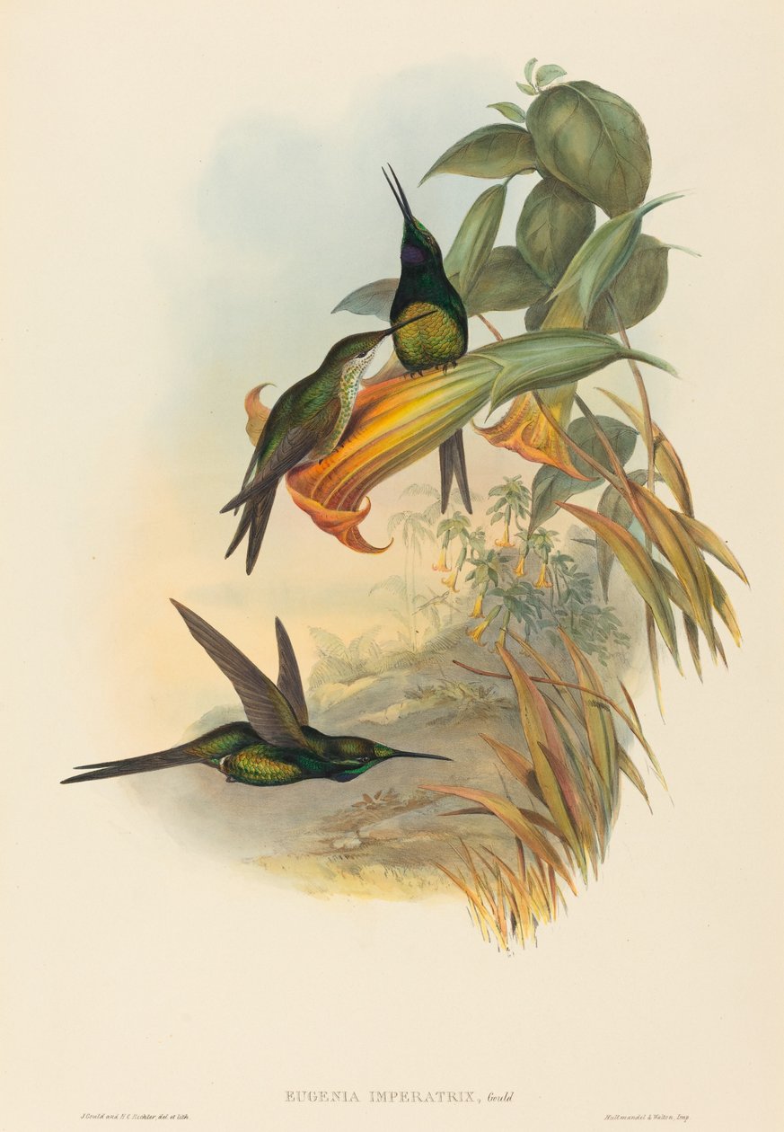 Eugenia imperatrix (Imperatriz Beija-flor) de John Gould and H.C. Richter
