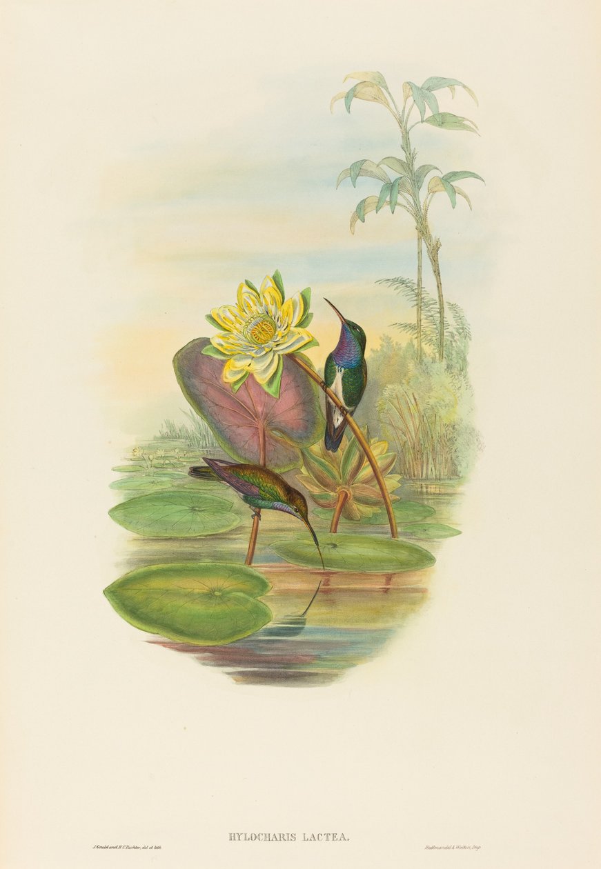 Hylocharis lactea (esmeralda de peito de safira) de John Gould and H.C. Richter
