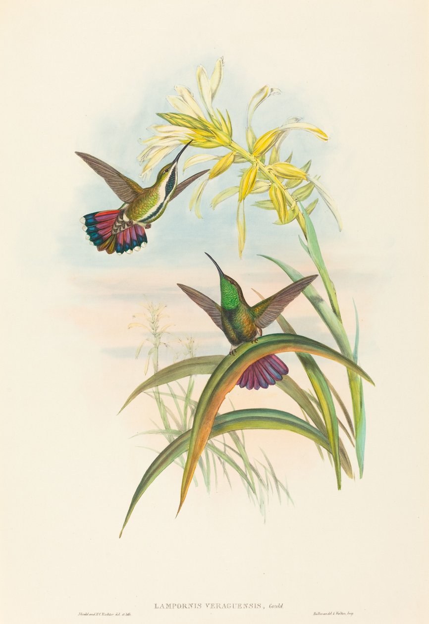 Lampornis veraguensis (manga veraguana) de John Gould and H.C. Richter