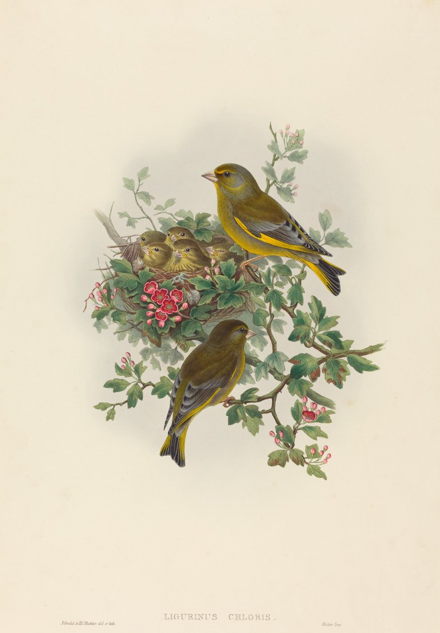 Ligurinus chloris (Greenfinch) de John Gould and H.C. Richter