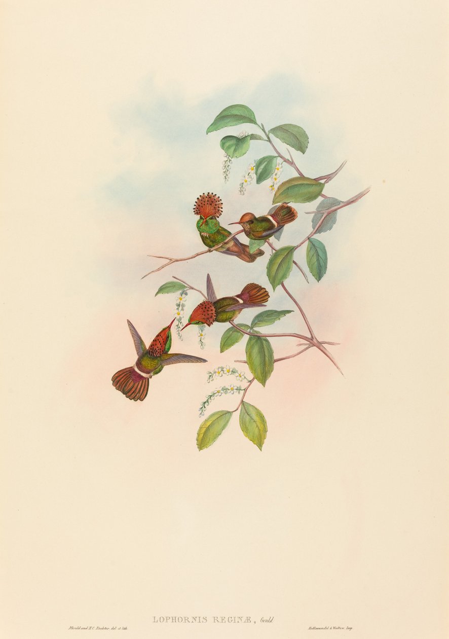 Rainha Lophornas (Spangled Coquete) de John Gould and H.C. Richter