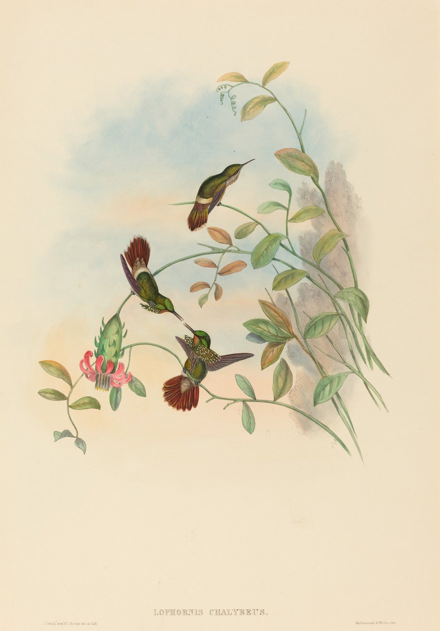 Lophornis chalybeus (Coquete Festivo) de John Gould and H.C. Richter