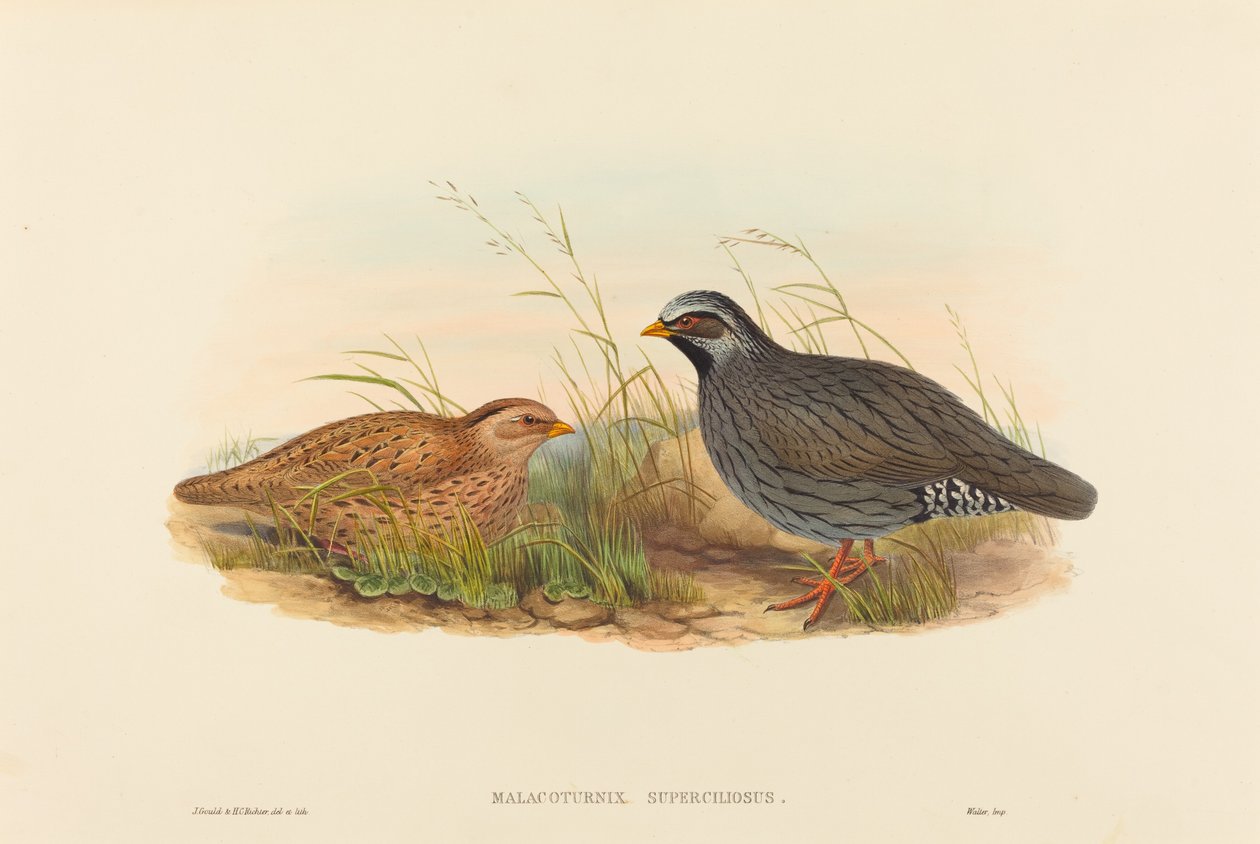 Malacoturnix superciliosus (codorniz da montanha) de John Gould and H.C. Richter