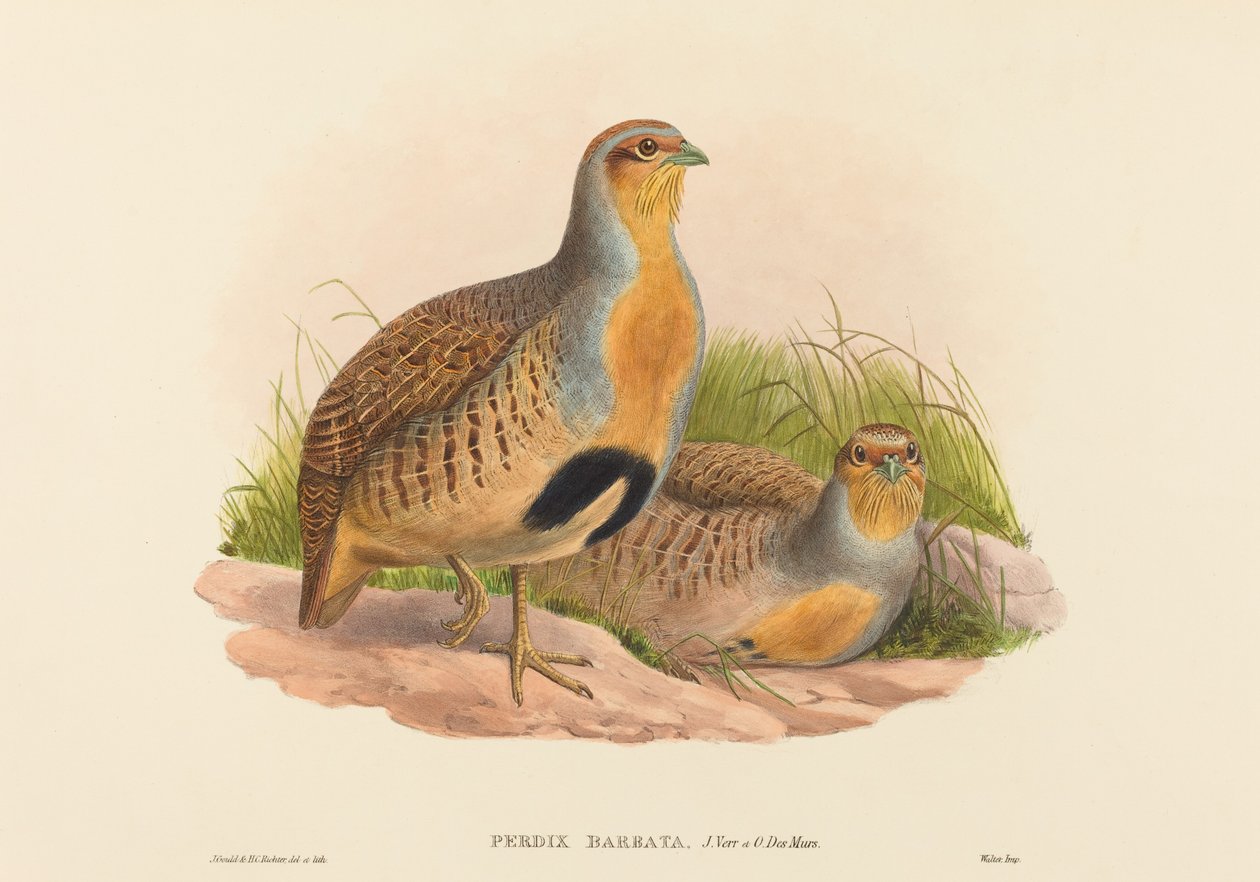 Perdix barbata (Perdiz Daurian) de John Gould and H.C. Richter